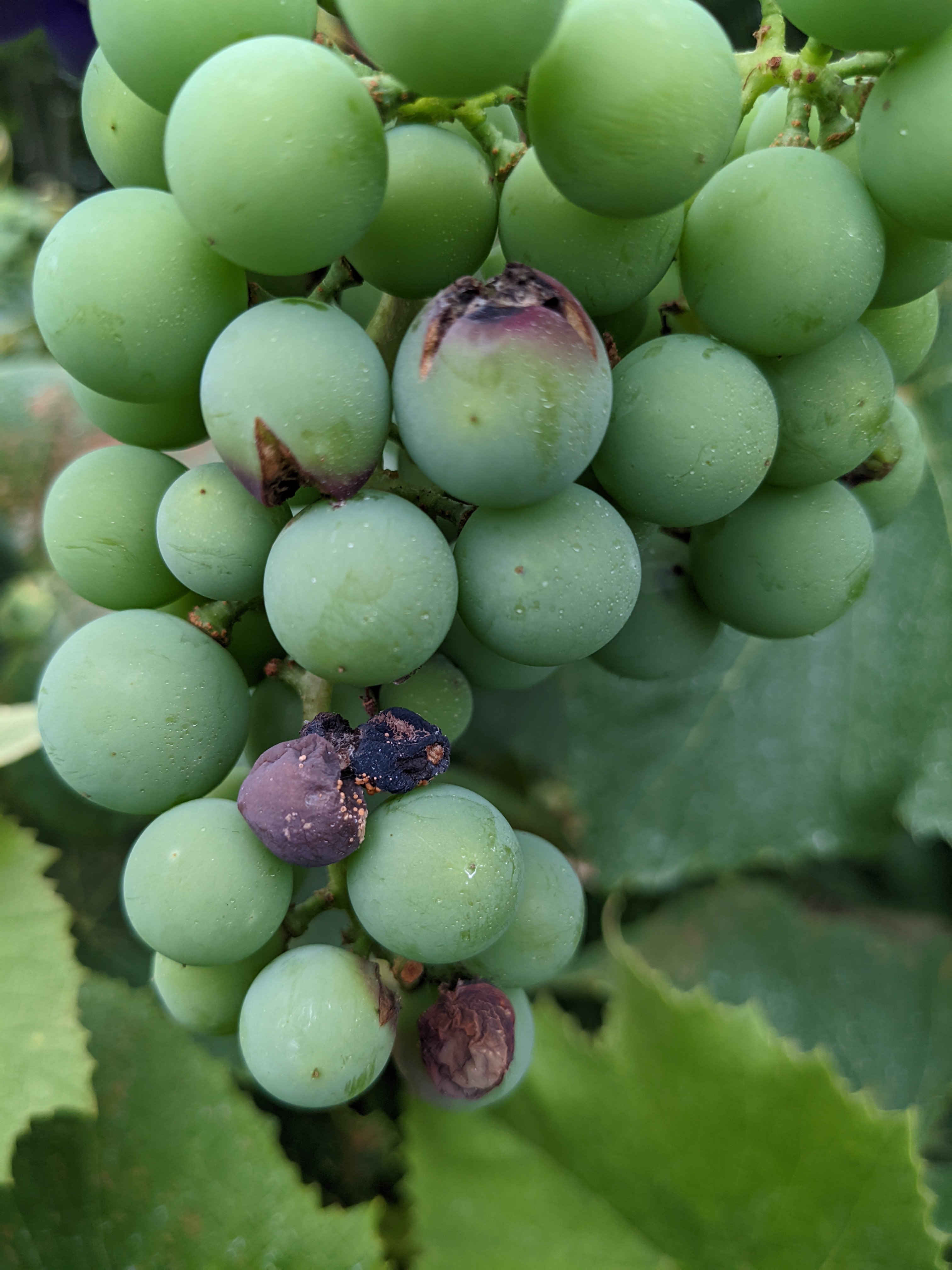 Damage to grapes.